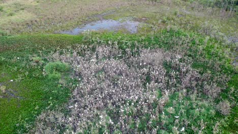 drone-view-of-flocks-of-herons-in-dormitory,-birds,-wild-animals