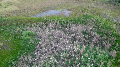 vista de drones de bandadas de garzas en dormitorios, pájaros, animales salvajes