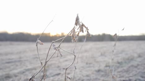 soybeans that were missed in the harvest standing in a field and frozen in the morning light