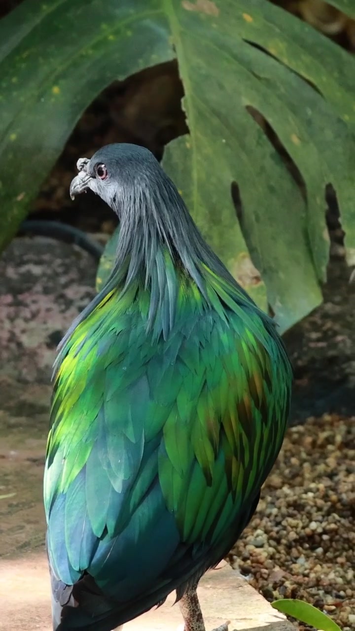 Un uccello vivace esplora un sentiero del giardino