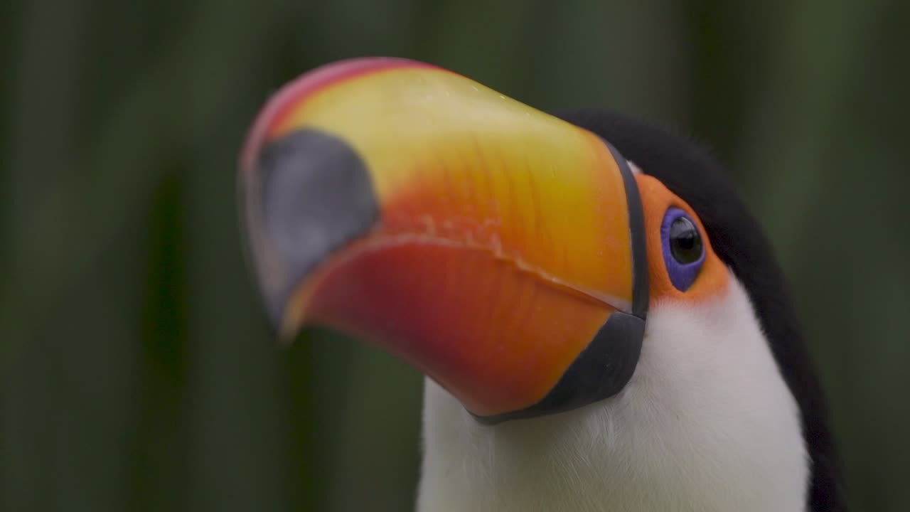 Video al rallentatore che si concentra sugli occhi di un bellissimo Tucano gigante o Ramphastos toco in un ambiente verde e tropicale di Iguazu, Argentina.