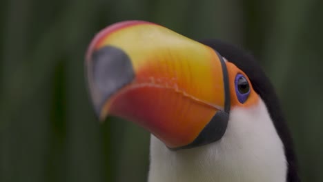 Zeitlupenvideo,-Das-Sich-Auf-Die-Augen-Eines-Wunderschönen-Riesentukans-Oder-Ramphastos-Toco-In-Einer-Grünen-Und-Tropischen-Umgebung-Von-Iguazu,-Argentinien,-Konzentriert