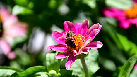 abeja recogiendo polen de la flor