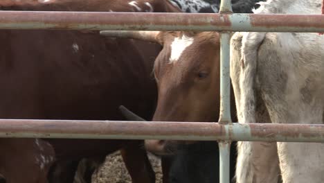 wide shot of rodeo steers in pen with a pan