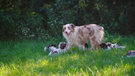 dog playing with little puppies on green lawn