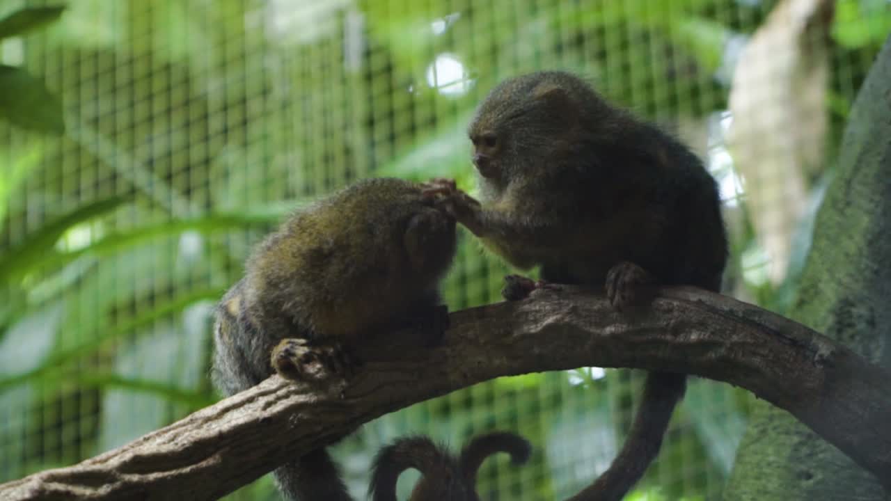 adorable par de monos tití acicalándose unos a otros en el zoológico de singapur