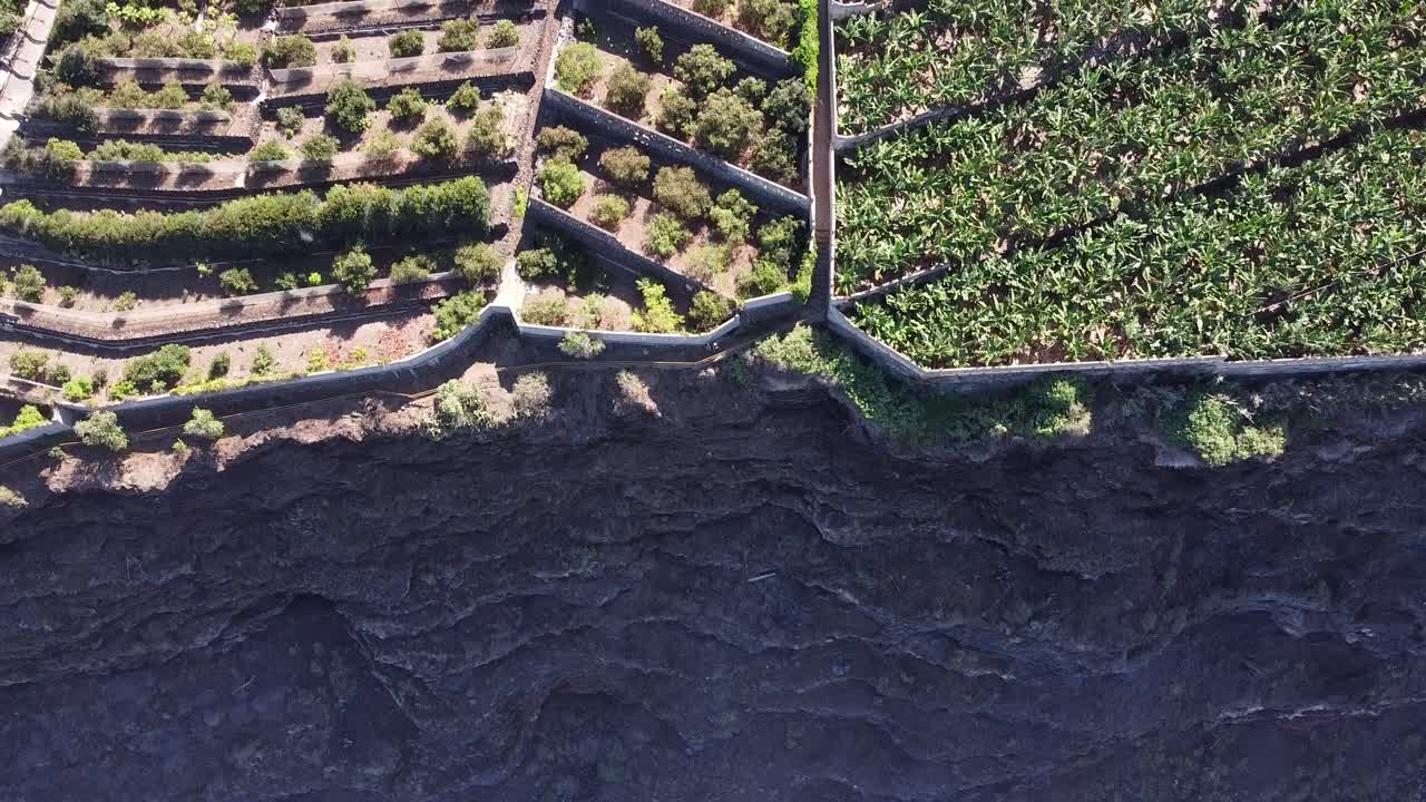 Top down coastline scenery blue ocean waves with green palm trees on high cliff on Tenerife on sunny day, flying