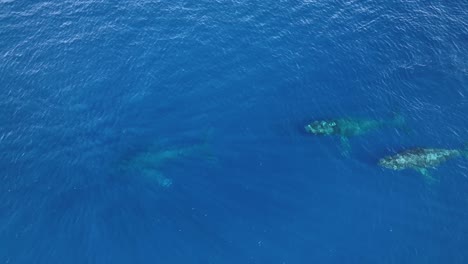 Ballenas-Jorobadas-Disfrutando-De-Las-Cálidas-Aguas-Tropicales-De-Hawaii-Después-De-Su-Larga-Y-Ardua-Migración-Desde-Alaska