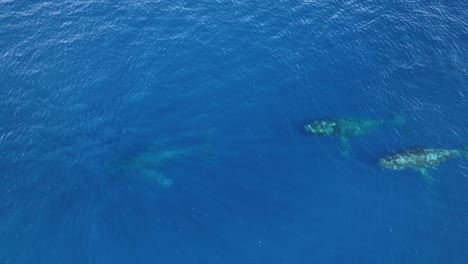 ballenas jorobadas disfrutando de las cálidas aguas tropicales de hawai después de su larga y ardua migración desde alaska