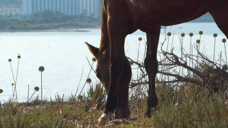 caballo salvaje pastando en la isla de menorca, balneario de son bou al fondo, islas baleares, españa.