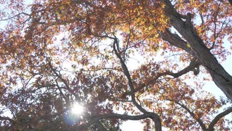 Die-Durch-Den-Herbst-Scheinende-Sonne-Hinterlässt-Zeitlupenschwenk