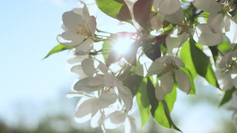 Flores-De-árboles-Floreciendo-Contra-Un-Sol-Brillante-Increíble-En-Primer-Plano.-Florecimiento-De-Manzana.