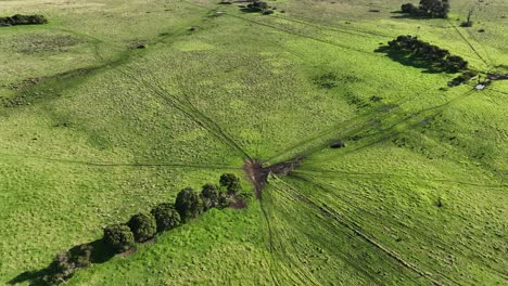 High-wide-shot-of-cow-worn-path-on-farm