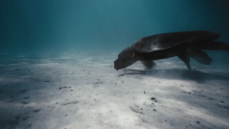 rear following shot of sea turtle swimming as light rays dance on sandy bottom of ocean