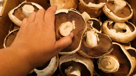 hand selecting mushrooms from a market display