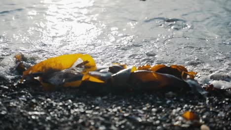 Small-wave-hitting-beached-seaweed-on-rocky-beach,-slow-motion