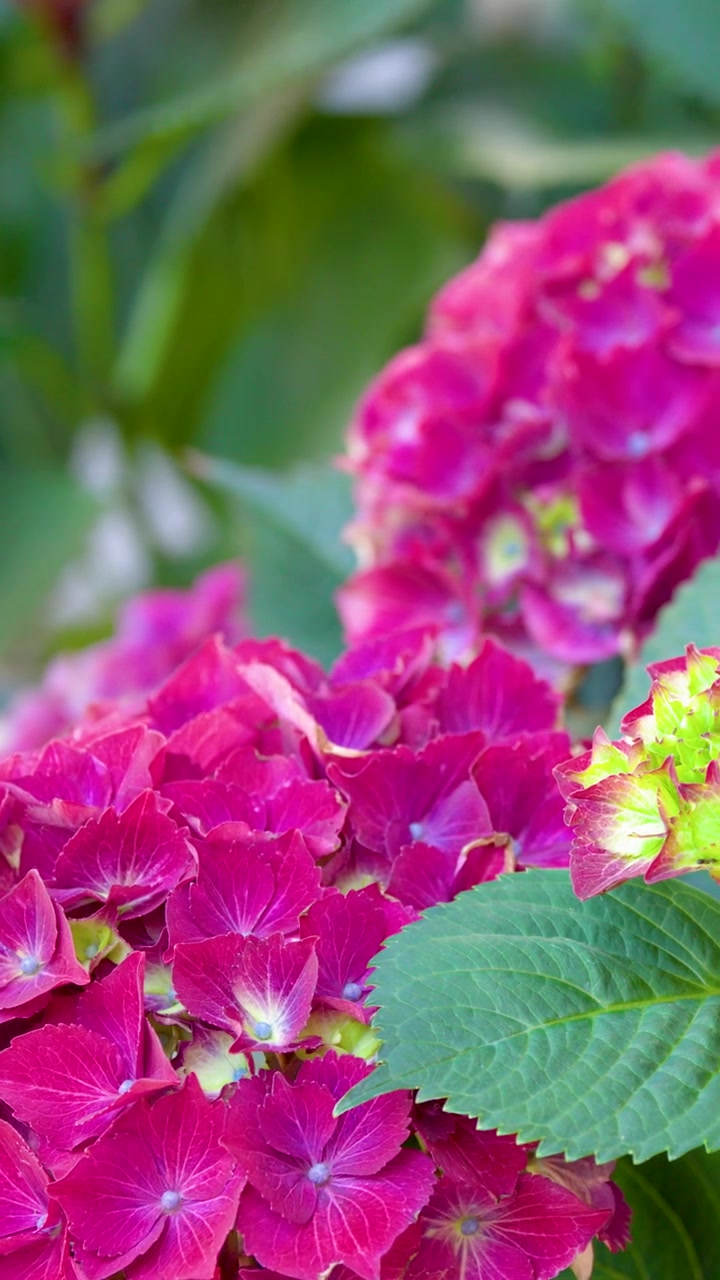 Close-up shot of pink hydrangea blossoms with green leaves in bright natural daylight.