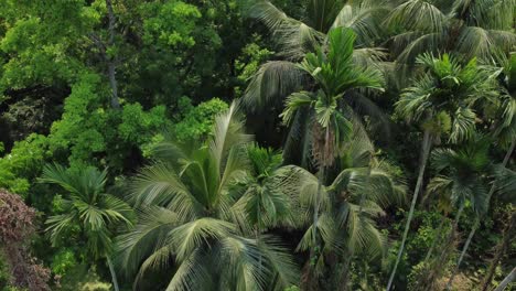 Vista-Aérea-O-Superior-Del-Bosque-Verde-Profundo-O-La-Jungla