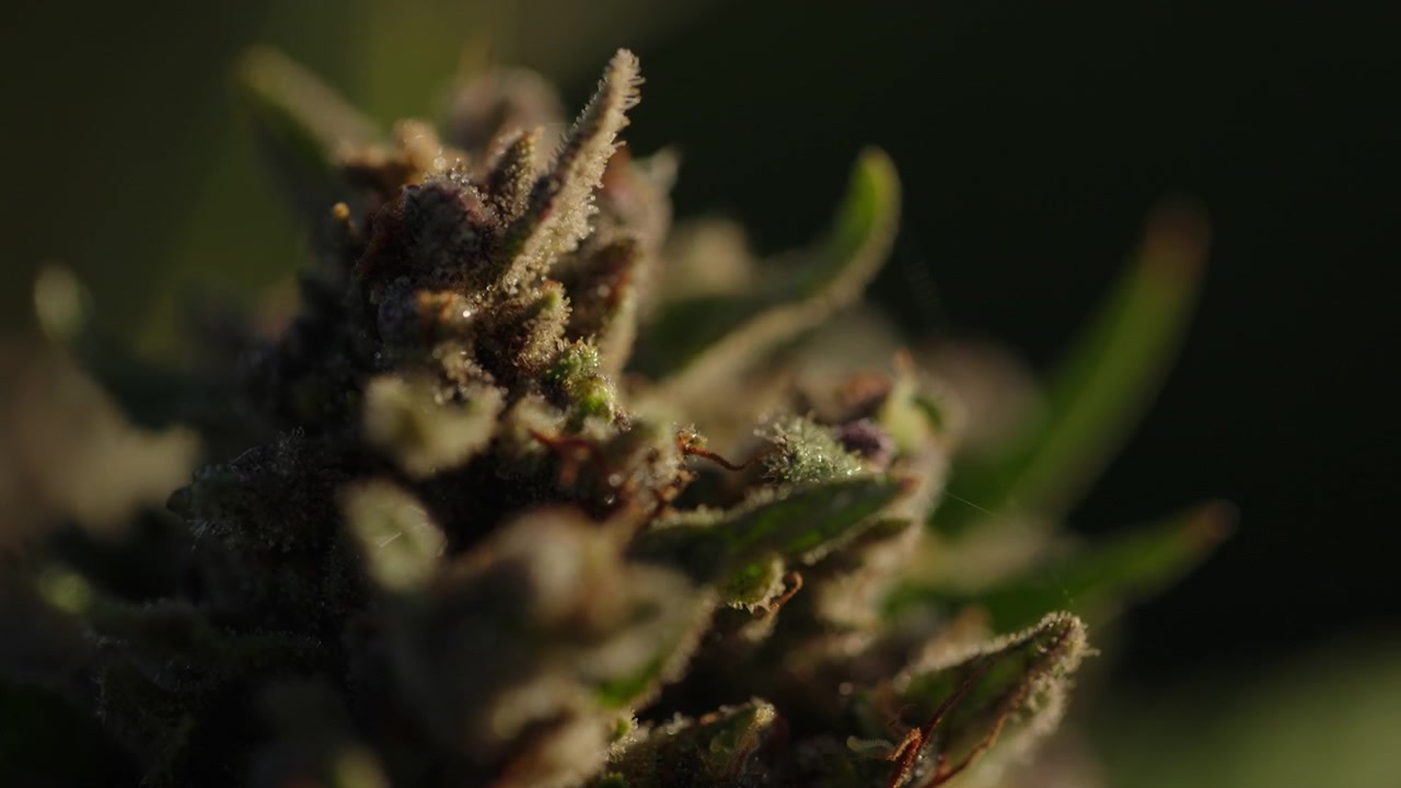 Piantagione di cannabis nel Colorado sud-orientale all'alba.