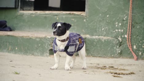 small white dog with black face dressed in a blue sweater looking for its owner while wagging its tail