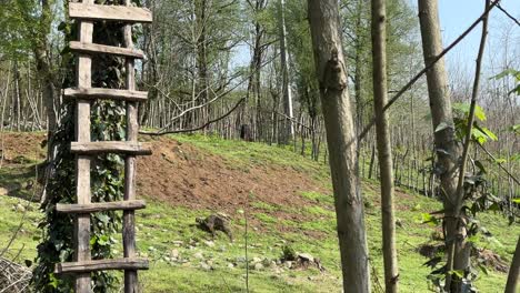 ręcznie wykonane drewniane ogrodzenie jest lokalną tradycyjną techniką historyczną umiejętności nomadów do kontrolowania bydła krowy zwierzę poruszające się na polu do wypasu jest tradycyjnym rolnictwem żyjącym na wsi