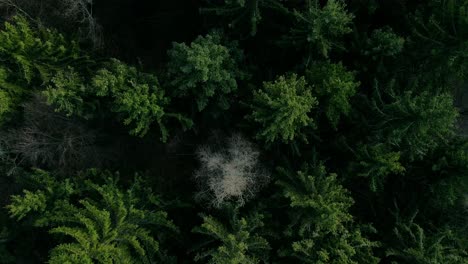 Flying-over-the-green-forest