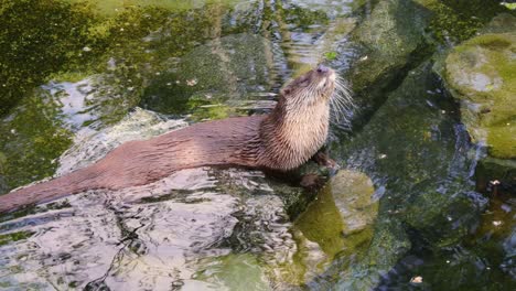 Otter-Sind-Fleischfressende-Säugetiere-Der-Unterfamilie-Lutrinae.-Die-13-Existierenden-Otterarten-Leben-Alle-Semiaquatisch,-Aquatisch-Oder-Marine-Und-Ernähren-Sich-Von-Fischen-Und-Wirbellosen.