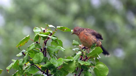 Zoom-in-view-of-a-White-tipped-Plantcutter,-Phytotoma-rutila,-feeding-on-leaves-while-perching-on-a-tree