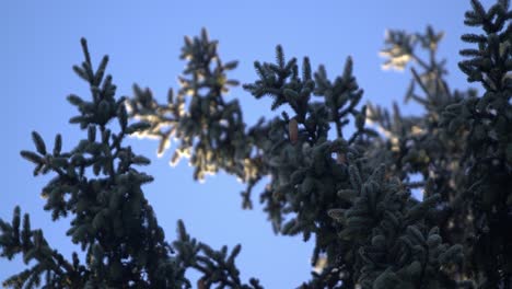 frozen coniferous trees getting hit by the first rays of sun on a cold windy morning 3 - slomo