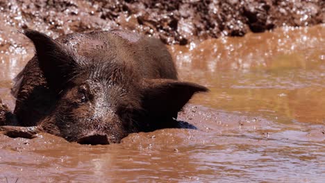 un cerdo se balancea felizmente en un charco de barro.