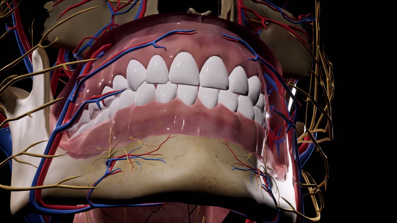 얼굴 신경의 염증 - 얼굴 두개골 - 얼굴 신경을 - 머리의 해부학 - 3d 애니메이션