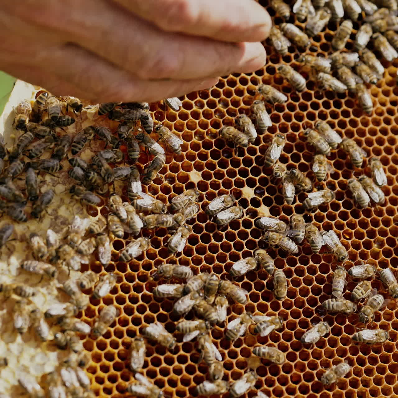 a beekeeper keeps a wooden frame with honeycomb and bees. Close-up of honey bee