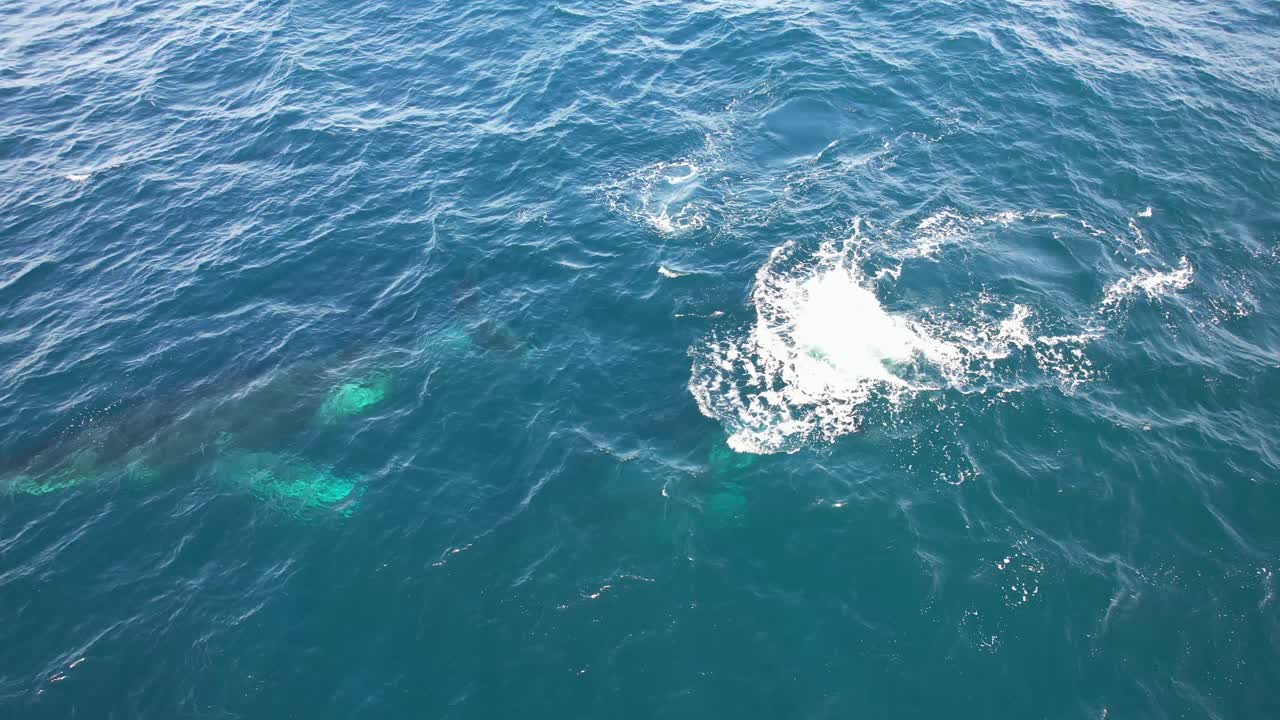 Humpback Whales Diving In The Sea In New South Wales, Australia - Aerial Shot