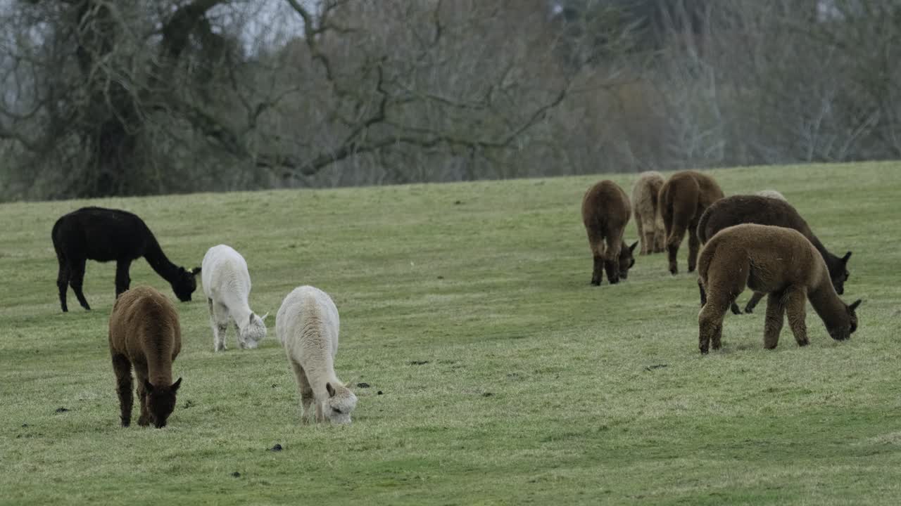 alpacas manada animales agricultura domesticado campo colores