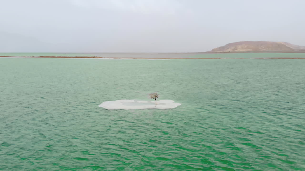 isla de sal con un árbol seco en la zona sur del mar muerto, israel