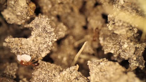 dos hormigas bravas intentando eliminar a un huésped no invitado, un insecto blanco con cáscara