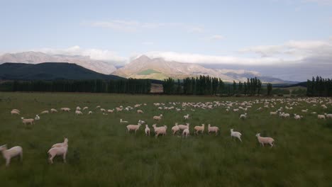 Low-fly-over-shot-of-numerous-startled-sheep-on-fertile-land-in-New-Zealand's-southern-alps