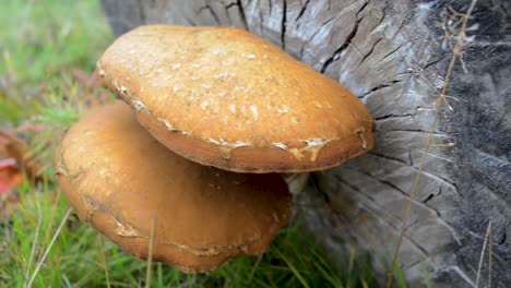 Ein-Pilz,-Der-Aus-Einem-Baum-Wächst