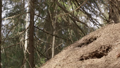 Red-wood-ant-nest,-Formica-rufa,-in-a-forest,-Sweden,-medium-shot-zoom-out