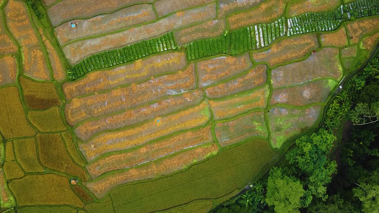 bellas imágenes cinematográficas de ubud, bali drone con exótica terraza de arroz, pequeñas granjas y plantaciones agroforestales