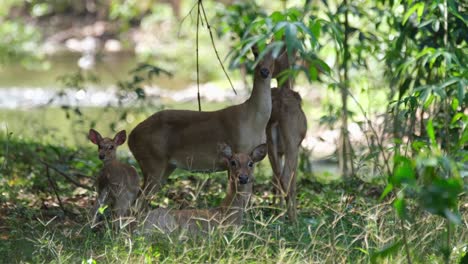cuatro individuos descansando bajo la sombra del bosque mientras un cervatillo se mueve hacia la derecha y otros miran a la cámara, ciervo de eld, rucervus eldii, santuario de vida silvestre huai kha kaeng, tailandia