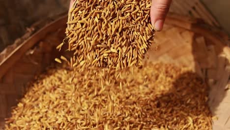 paddy rice seeds from top angle at day