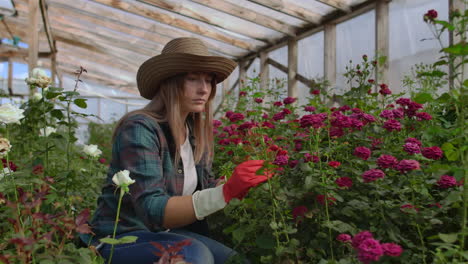 Girl-florist-in-a-flower-greenhouse-sitting-examines-roses-touches-hands-smiling.-Little-flower-business.-Woman-gardener-working-in-a-greenhouse-with-flowers