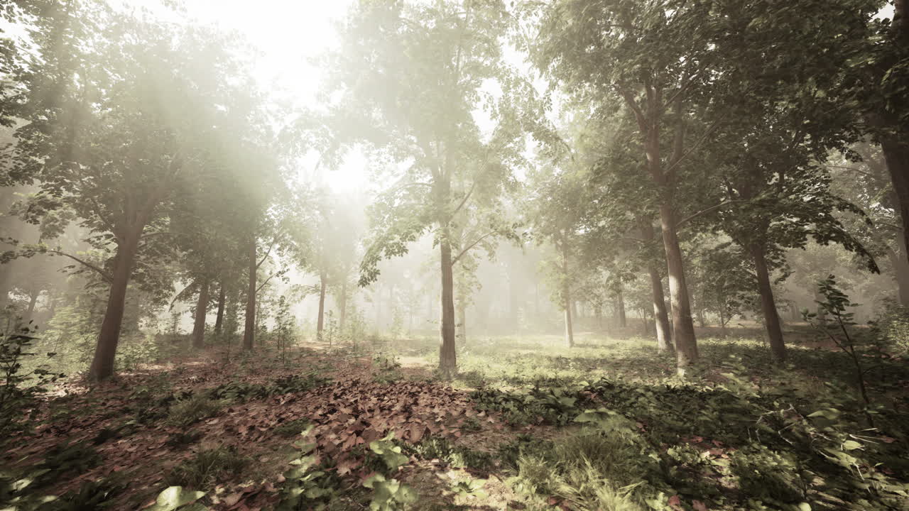 신비로운 숲의 안개를 가로질러 빛이