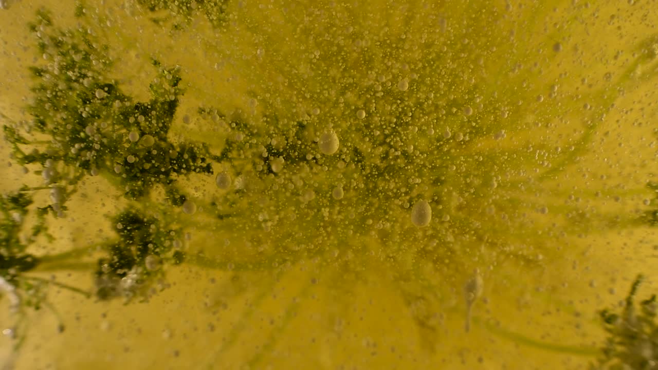experimentos de botánica líquida alienígena con movimiento de burbujas y escombros y profundidad extrema 60fps