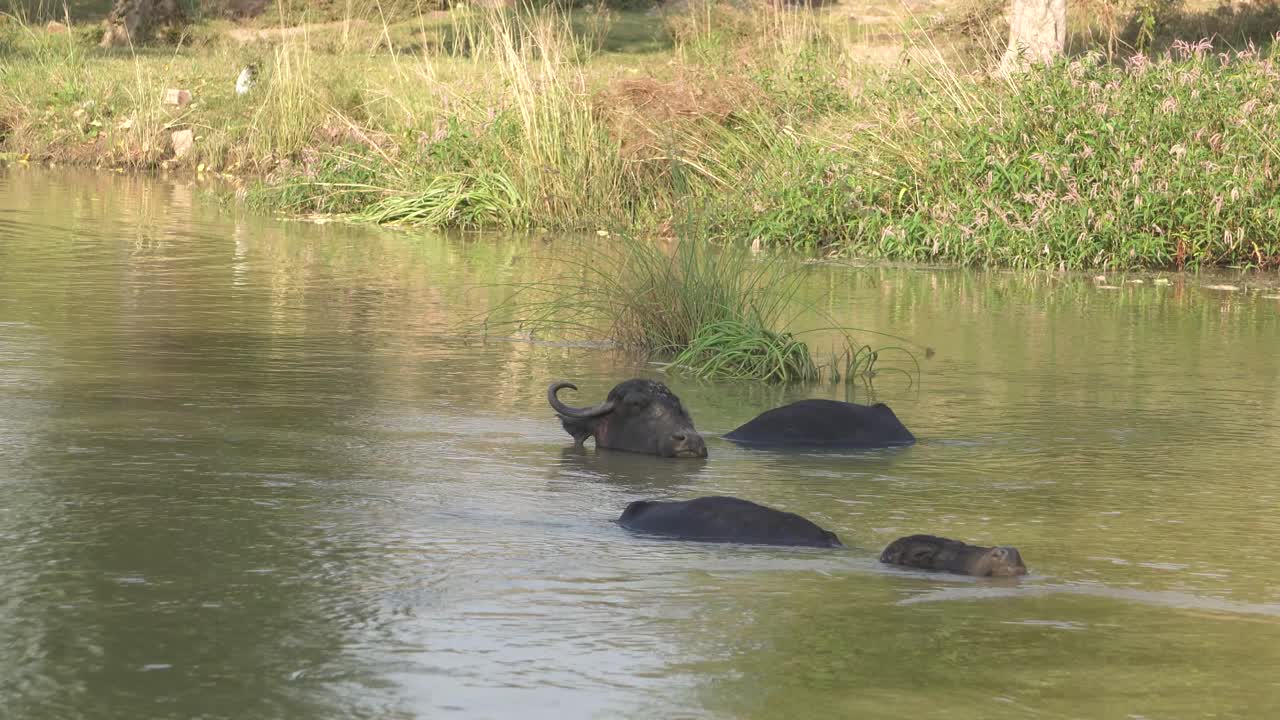 cerca de búfalos de agua bañándose en un río
