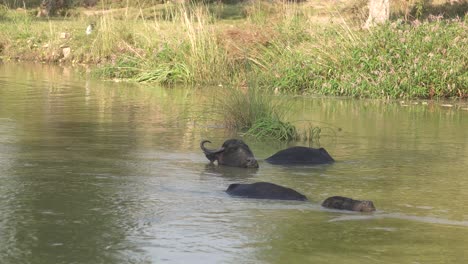 Cerca-De-Búfalos-De-Agua-Bañándose-En-Un-Río