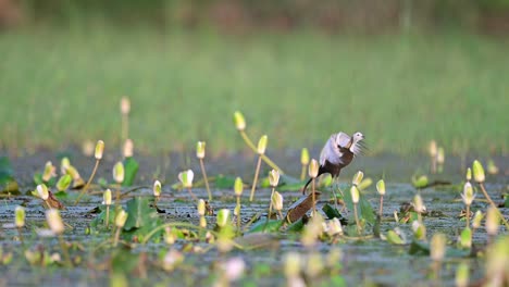 jacana de cola de faisán o hydrophasianus chirurgus en fondo verde natural durante la temporada de monzones en los humedales