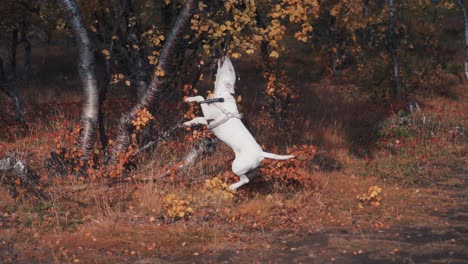 cute white puppy playing, biting the tree branch