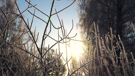 frozen bush branches on cold winter day with bright sunlight, pan left